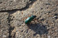 beetle-animal-nature-forest-summer-510314.jpg