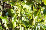 avocado-fruit-tree-green-plant-826757.jpg