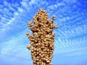 jowar-seed-blue-sky-plant-natural-275214.jpg