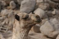 camel-animal-portrait-371855.jpg