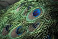 peacock-feathers-bird-colorful-984109.jpg