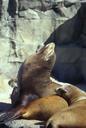 Sea lions sunning on rocks.jpg