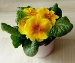 primrose-yellow-drop-of-water-1262120.jpg