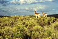 A pair of pronghorn antelope.jpg