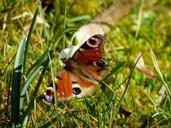 peacock-butterfly-snowdrop-grass-517593.jpg