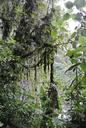 costa-rica-rain-forest-vegetation-642714.jpg