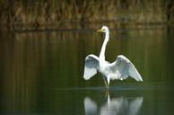 heron-white-egretta-alba-bird-852101.jpg