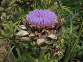 artichoke-artichoke-flower-garden-173680.jpg