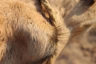 camel-tunis-eye-lashes-close-up-411444.jpg