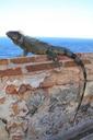 iguana-wall-reptile-lizard-nature-879949.jpg