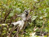 lemur-zoo-tree-young-animal-195763.jpg