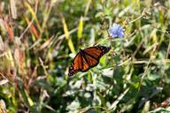 butterfly-grassland-natural-801366.jpg