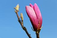 magnolia-magnolia-tree-1318852.jpg