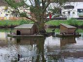 duck-pond-country-village-water-606208.jpg