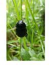 beetle-nature-macro-grass-forest-614784.jpg