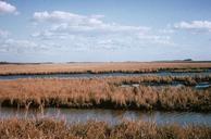 Marsh vegetation in summer in wetlands.jpg