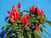 ornamental-peppers-fruits-592434.jpg