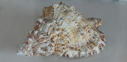 shell-sea-clam-beach-1220725.jpg