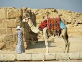 camel-desert-egypt-726238.jpg