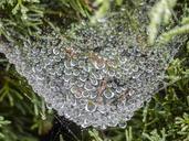 spider-web-heavy-rain-loaded-436125.jpg