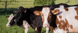 cows-dairy-cows-cattle-animals-1549746.jpg