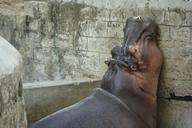 hippo-fat-lazy-hippopotamus-animal-819480.jpg