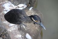 lava-heron-bird-galapagos-heron-894467.jpg