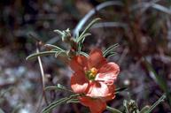 Desert mallow flower.jpg