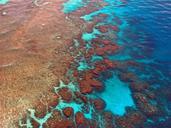 great-barrier-reef-diving-coral-261726.jpg