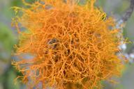 weave-yellow-colombia-plant-516693.jpg