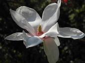 magnolia-blossom-bloom-pink-spring-739525.jpg