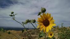 sunflower-desert-flower-yellow-943214.jpg