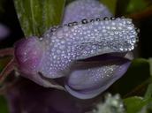 nature-flower-bud-wisteria-729101.jpg