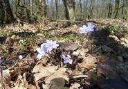 forest-spring-forest-flower-nature-666942.jpg