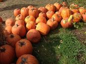 Plumper Pumpkin Patch.jpg