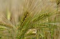 barley-cereal-agriculture-1479429.jpg