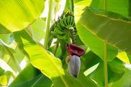 banana-plant-banana-shrub-981176.jpg