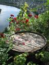 wine-barrel-roses-mosel-romance-455646.jpg