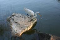 heron-white-stone-lake-bird-253447.jpg