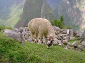 Machu Picchu12.jpg