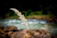 grass-white-breeze-field-spring-520912.jpg