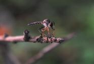 dragonfly-insect-animal-nature-one-642186.jpg