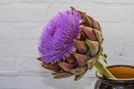 artichoke-blossom-bloom-composites-1630099.jpg