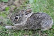 baby-bunny-rabbit-cute-animal-387758.jpg