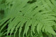 fern-fern-leaf-leaf-plant-green-184830.jpg