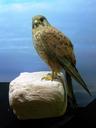 bird-raptor-animal-nature-199658.jpg