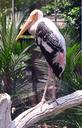 heron-bird-zoo-feathers-beak-549004.jpg