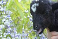 lamb-wisteria-nature-calling-1141831.jpg