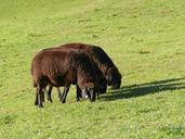 sheep-pasture-wool-livestock-graze-1022585.jpg