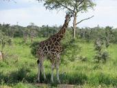 giraffe-safari-africa-wildlife-194252.jpg